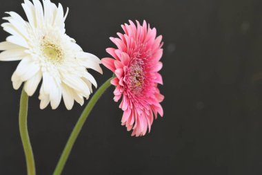 Güzel beyaz ve pembe Gerbera çiçekleri  