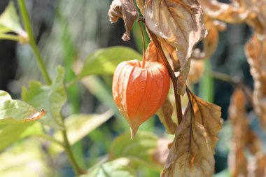 Turuncu Physalis alkekengi 'ye yakın çekim 