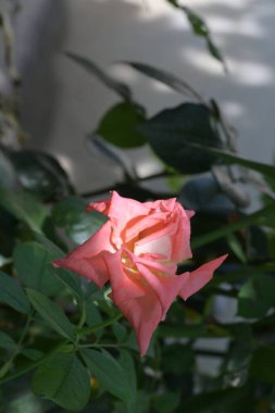 Bahçede açan güzel pembe gülün yakın plan görüntüsü. 