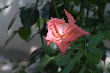 Bahçede açan güzel pembe gülün yakın plan görüntüsü. 