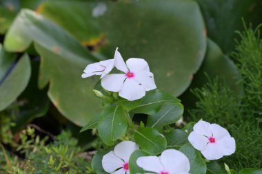 Bahçedeki güzel çiçekler