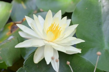 Bahçede açan beyaz nilüfer çiçeği