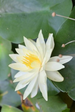 lotus çiçeği su kapatın