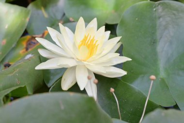 Bahçedeki güzel nilüfer çiçeği