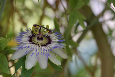 Bahçede mavi tutku çiçeği (Passiflora caerulea) 