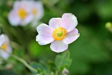 Bahçedeki güzel pembe şakayık çiçeği
