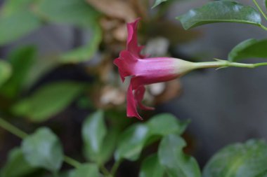 Bahçedeki pembe çiçekleri kapat.