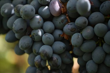 Yakın - olgun üzümlerin görünümü