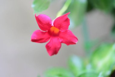 Bahçedeki pembe çiçekleri kapat.