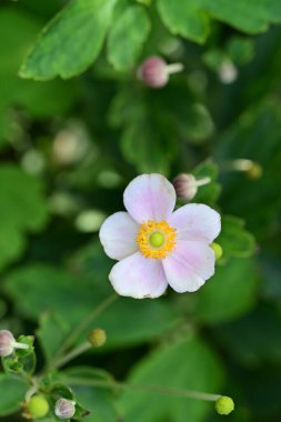 Bahçedeki güzel pembe şakayık çiçeği