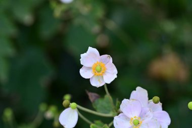 Bahçedeki güzel pembe şakayık çiçekleri