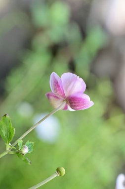 Bahçedeki güzel pembe şakayık çiçeği