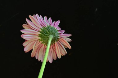 Siyah arkaplanda pembe gerbera çiçeği