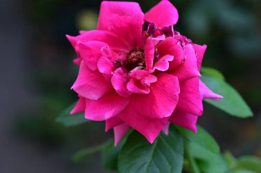 Bahçedeki gül çiçeği, kapat 