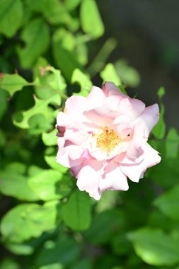 Bahçedeki gül çiçeği, kapat 