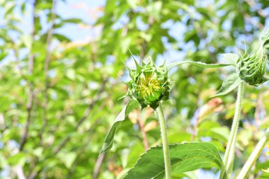 Güzel botanik fotoğrafı, doğal duvar kağıdı.        