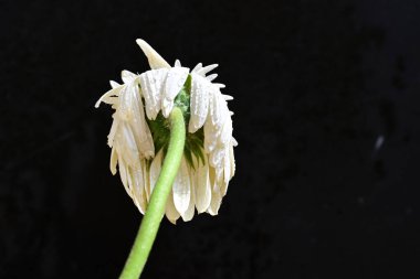 Koyu arkaplanda kurutulmuş beyaz gerbera çiçeği.