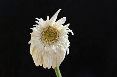 Koyu arkaplanda kurutulmuş beyaz gerbera çiçeği.