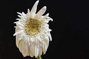 Koyu arkaplanda kurutulmuş beyaz gerbera çiçeği.