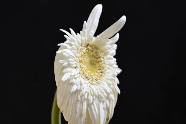 Koyu arkaplanda kurutulmuş beyaz gerbera çiçeği.