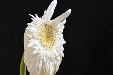 Koyu arkaplanda kurutulmuş beyaz gerbera çiçeği.