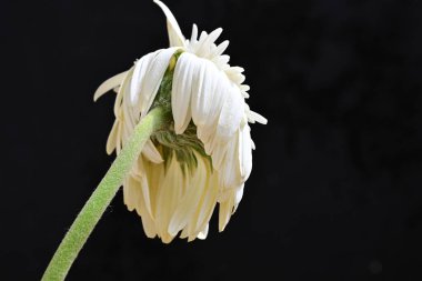 Koyu arkaplanda kurutulmuş beyaz gerbera çiçeği.