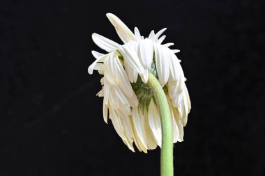 Koyu arkaplanda kurutulmuş beyaz gerbera çiçeği.