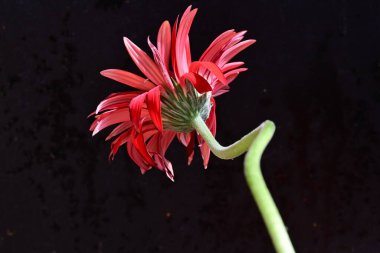 Siyah arkaplanda kırmızı gerbera çiçeği