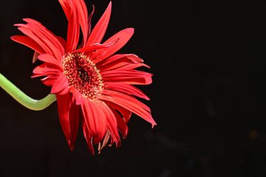 Siyah arkaplanda kırmızı gerbera çiçeği