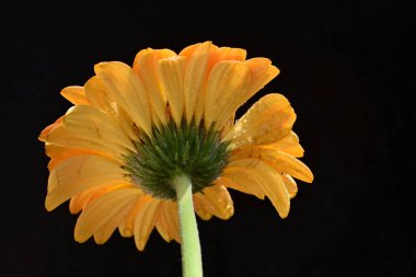 Siyah arkaplanda turuncu gerbera çiçeği