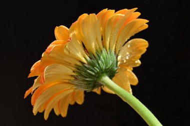 Siyah arkaplanda turuncu gerbera çiçeği