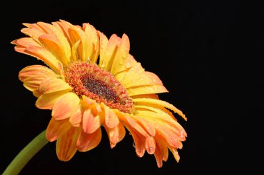 Siyah arkaplanda turuncu gerbera çiçeği