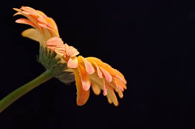 Siyah arkaplanda turuncu gerbera çiçeği