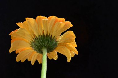 Siyah arkaplanda turuncu gerbera çiçeği