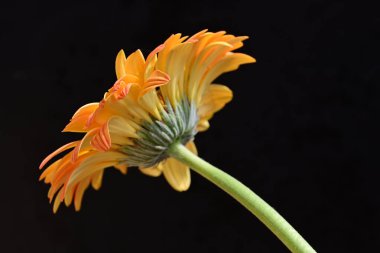 Siyah arkaplanda turuncu gerbera çiçeği