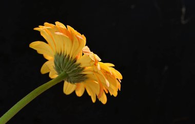 Siyah arkaplanda turuncu gerbera çiçeği