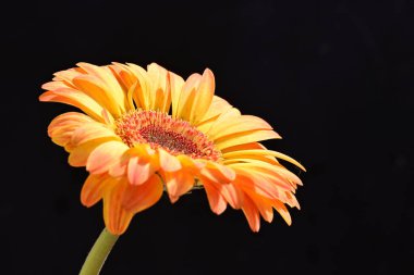 Siyah arkaplanda turuncu gerbera çiçeği