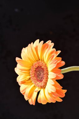 Siyah arkaplanda turuncu gerbera çiçeği