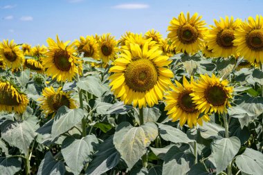 parlak mavi gökyüzü ile ayçiçeği alan 