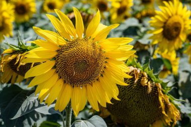 Yazın ayçiçeği tarlası 