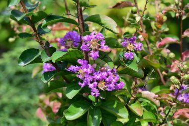 Bahçedeki güzel mor çiçekler
