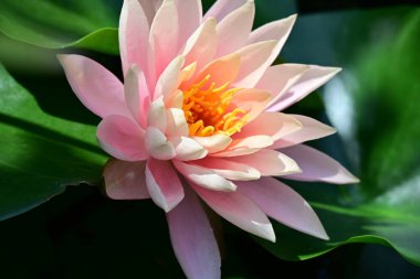 Bahçedeki güzel nilüfer çiçeğini kapat.