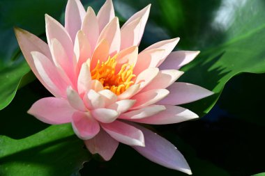 Bahçedeki güzel nilüfer çiçeğini kapat.