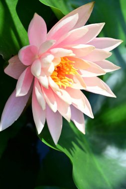 Bahçedeki güzel nilüfer çiçeğini kapat.