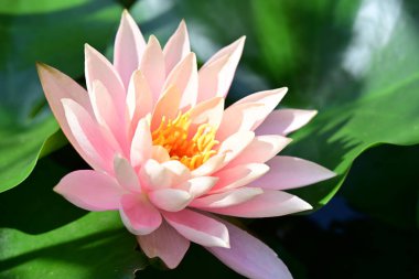 Bahçedeki güzel nilüfer çiçeğini kapat.