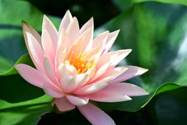 Bahçedeki güzel nilüfer çiçeğini kapat.