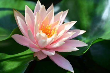 Bahçedeki güzel nilüfer çiçeğini kapat.