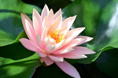 Bahçedeki güzel nilüfer çiçeğini kapat.