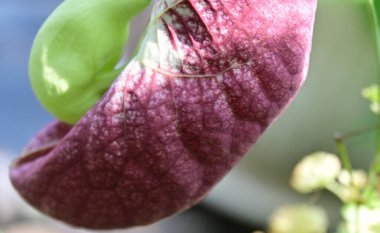 Arisolochia yeşil bahçedeki makrofilla.