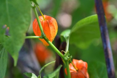 Turuncu Physalis alkekengi 'ye yakın çekim 